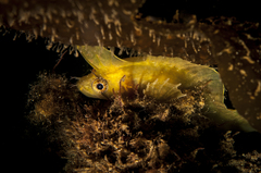 Cristiceps aurantiacus