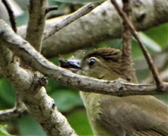 Chlorocichla flaviventris flaviventris
