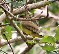 Chlorocichla flaviventris flaviventris