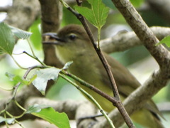 Chlorocichla flaviventris flaviventris