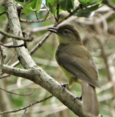 Chlorocichla flaviventris flaviventris