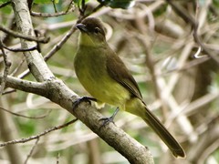 Chlorocichla flaviventris flaviventris