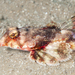 Crookspined Dragonet - Photo (c) Rachel Price, some rights reserved (CC BY-NC), uploaded by Rachel Price