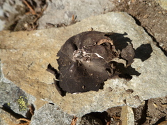 Umbilicaria polyphylla