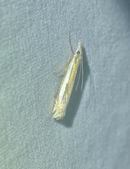 Crambus rickseckerellus