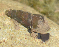 Juga plicifera