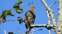 Nisaetus cirrhatus