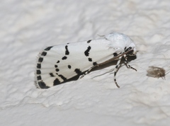 Grotella binda