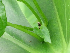 Brachyplatys subaeneus