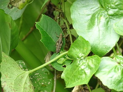 Xenocatantops brachycerus