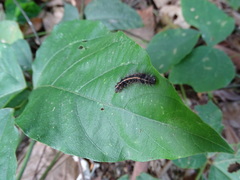 Creatonotos fasciatus pljustshi