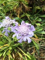 Scabiosa lacerifolia
