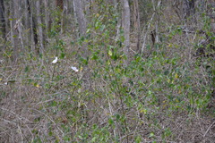 Hibiscus heterophyllus
