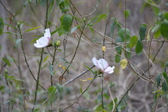 Hibiscus heterophyllus