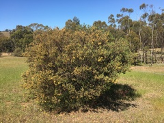 Acacia brachybotrya