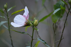 Hibiscus heterophyllus