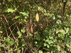 Trichonephila clavata
