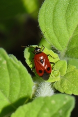 Deraeocoris punctum