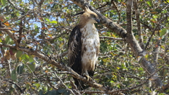 Nisaetus cirrhatus