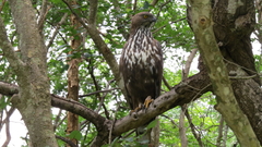 Nisaetus cirrhatus