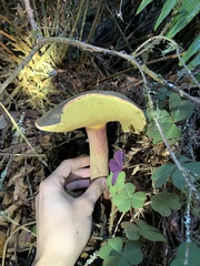 Xerocomellus mendocinensis