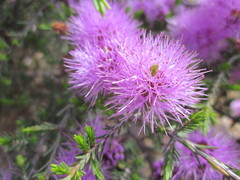 Melaleuca jonesii