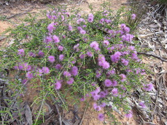 Melaleuca jonesii