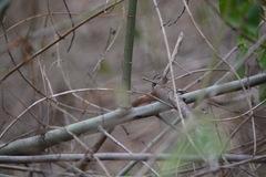 Hibiscus heterophyllus