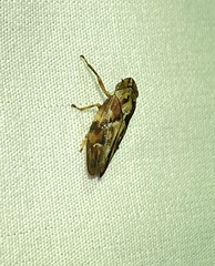 Aphrophora permutata