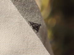 Scolopterus penicillatus