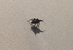 Scolopterus penicillatus