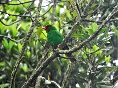 Chlorornis riefferii