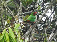 Chlorornis riefferii riefferii