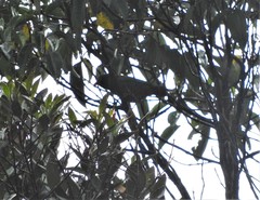 Chlorornis riefferii riefferii