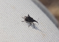 Scolopterus penicillatus