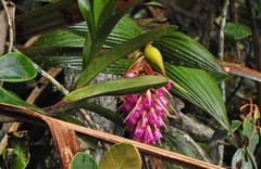 Elleanthus maculatus