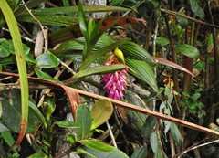 Elleanthus maculatus