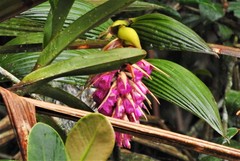 Elleanthus maculatus