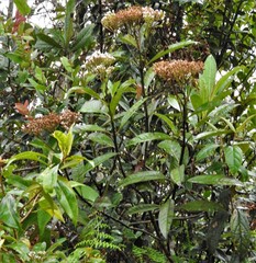 Ageratina popayanensis
