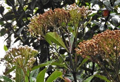 Ageratina popayanensis