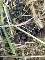 Capreolus