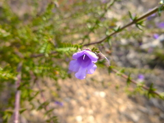 Prostanthera decussata