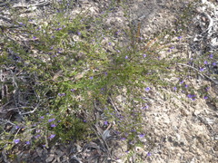 Prostanthera decussata