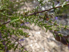 Prostanthera decussata