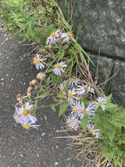Aster microcephalus