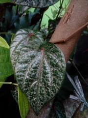Piper crocatum