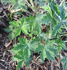Geranium wakkerstroomianum