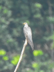 Cuculus canorus