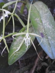 Epidendrum ciliare