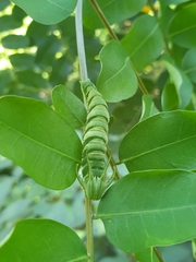 Polyura hebe